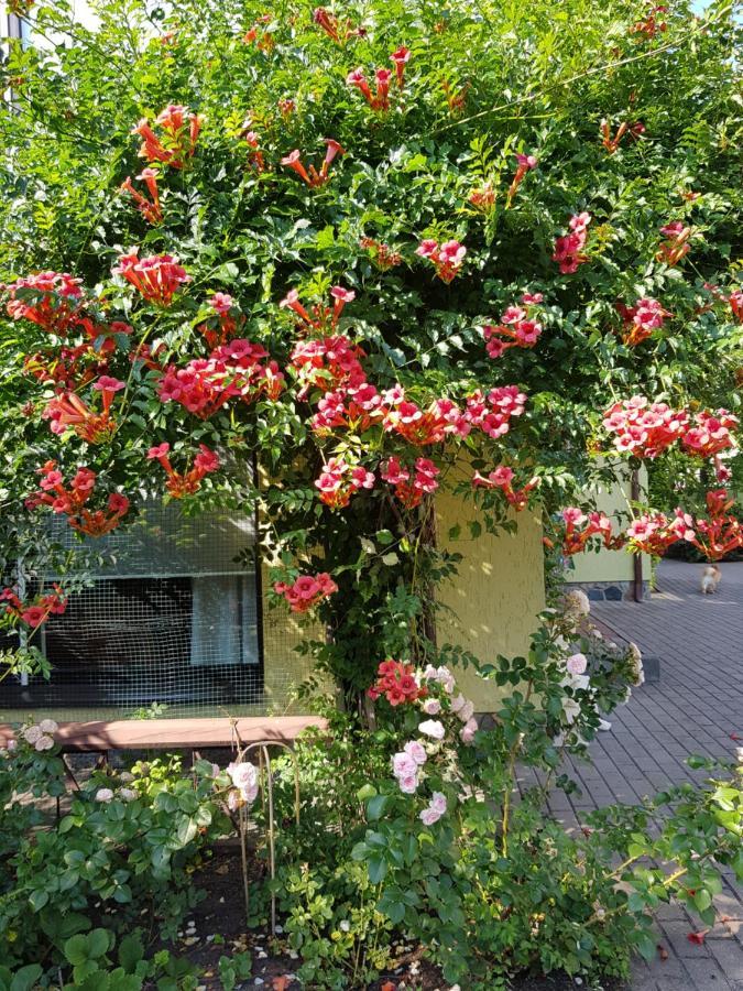 Vila Florena Garden Palanga Luaran gambar